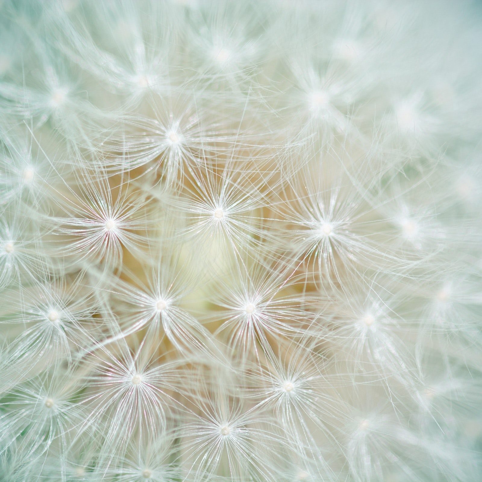 bloom-blossom-close-up-159056 bloom-blossom-close-up-159056